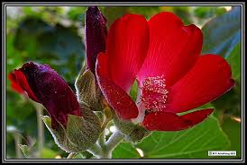 Image result for Malvaceae subfamily Malvoideae
