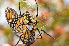 How to get rid of mice in your backyard. The Facts About What Spiders Eat Terminix