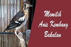 Ini hanya sebagai hiburan semata mikat burung decu,setalah berhasil di tangkap kita lepas lgi ke alam bebas,berharp agar tdk. 9 Cara Memilih Anis Kembang Bakalan Calon Juara Hewan Id