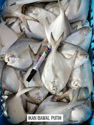Alhamdulillah kita dapat ikan putih lagi gais. Ikan Bawal Putih Fresh Fish From Wei Chu Seafood Supply Trading Sdn Bhd