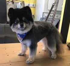 Puppy love / running time Puppy Love Grooming 308 Boggs Ave Pittsburgh Pa 15211 Yp Com