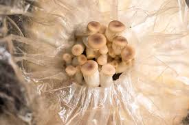 the best 11 mushroom kits to grow your