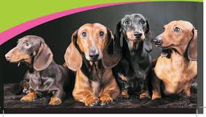 Dachshund Rescue South Africa Home Facebook