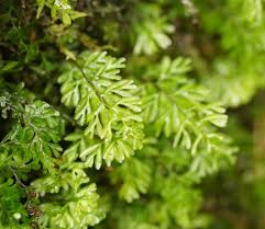Image result for Hymenophyllum tunbridgense