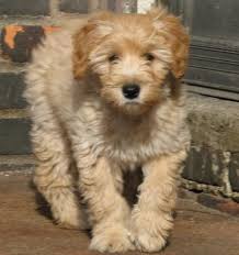 The combination of the gentle golden retriever and the highly intelligent poodle make a wonderful companion. Six The Schnauzer Mix Schnauzer Mix Puppies Schnauzer