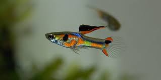 Der guppy (poecilia reticulata) ist wohl fast jedem aquarienbesitzer mal über den weg gelaufen. Endler Guppy Idealbesetzung Fur Den Miniteich Haltung Und Pflege
