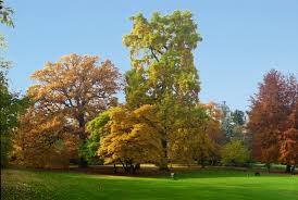 See 18 reviews, articles, and 41 photos of alter botanischer garten, ranked no.9 on tripadvisor among 36 attractions in tubingen. Datei Tulpenbaum Im Alten Botanischen Garten Marburg Elop Jpg Wikipedia