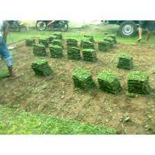 Berburu tanaman hias untuk dekorasi rumah supaya semakin hijau Harga Promo Jual Rumput Gajah Mini 30x30 Shopee Indonesia