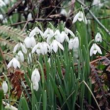 Most bulbs will begin to grow roots in just a week or two but you won't see activity above the soil until. Common Snowdrop Galanthus Nivalis British Bulbs Habitat Aid