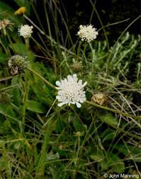 Image result for Scabiosa drakensbergensis