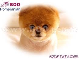 Sus Kopekleri Adli Kullanicinin Pomeranian Yavru Istanbul Panosundaki Pin Sevimli Hayvan Yavrulari Boo Dog Hayvan Bebekler