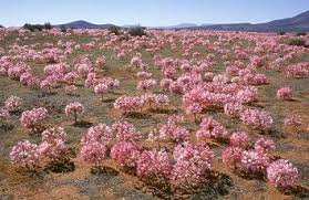 Image result for Brunsvigia