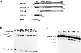 Find unbiased ratings on user satisfaction, features, and price based on the most reviews available anywhere. Werner Syndrome Protein Journal Of Biological Chemistry