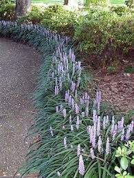 Liriope Evergreen Giant Hello Hello Plants Garden Supplies Liriope Muscari Landscaping Plants Plants
