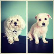 Pin On Pet Styling