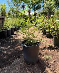 Image result for Caesalpinia rubra