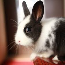 Maybe you would like to learn more about one of these? Traveling With Your Rabbit Guinea Pig Or Other Small Mammal Pet Lafeber Co Small Mammals