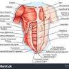 Diagram of human body, liver rib cage, rib cage diagram labeled, rib cage diagram numbered, rib cage diaphragm, rib cage heart, rib cage organs anatomy, rib cage pain, stomach, diagram of human body, liver rib cage, rib cage diagram labeled, rib cage diagram numbered, rib cage diaphragm, rib cage. 1