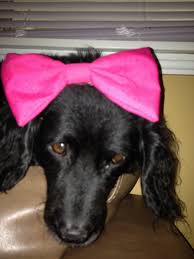 Using hemostat put the bow, takes only seconds I Put A Bow On My Dog And He Doesn T Look Happy Imgur