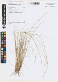 Image result for Aristida stipoides