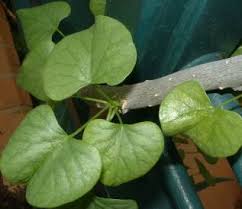 Image result for Tinospora tenera