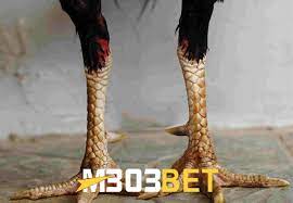 Check spelling or type a new query. Ayam Bangkok Kaki Rotan Pukul Saraf Mematikan Di Arena Laga