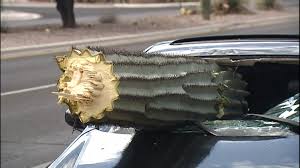Posted by 6 years ago. Giant Cactus Smashes Through Windshield In Arizona Crash