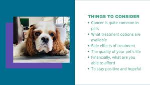 Thankfully, there is a simple, quick, cheap and painless! May Pet Cancer Awareness Month Dog Care Edmonton Dog Jogs