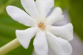 Image result for Guettarda