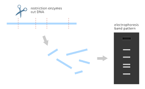 how do you map a genome facts yourgenome org