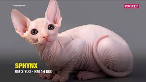 Ada berbagai bahaya bulu kucing yang perlu diwaspadai, apalagi jika anda memelihara kucing di rumah. Growth Booster Supplement Kucing No 1 Posts Facebook