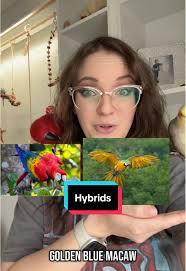 Hybrid Bird