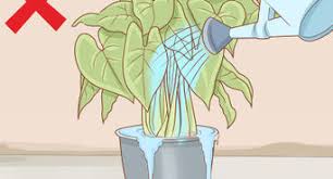 How to successfully identify white mold damage. 3 Ways To Get Rid Of Mold On Houseplants Wikihow