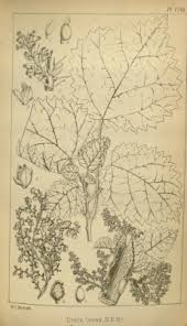 Image result for Obetia tenax