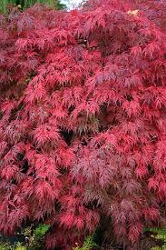 Maybe you would like to learn more about one of these? Acer Palmatum Orangeola Japanese Maple