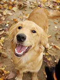 Raising puppies is a planned process. Pin On Special
