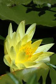 Image result for Nymphaea cf. mexicana