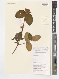 Image result for Melastomastrum