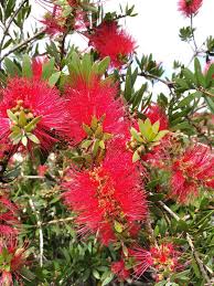Image result for Melaleuca hypericifolia