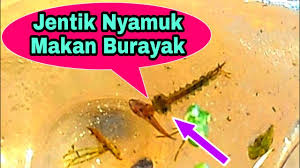 Join facebook to connect with jentik jentik and others you may know. Apakah Jentik Nyamuk Memakan Burayak Ikan Cupang Youtube