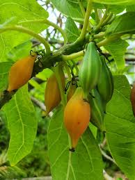 Image result for Carica