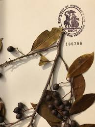 Cherry laurel, carolina cherry, laurelcherry or wild mock orange, is a flowering tree native to the southeastern united the fruits are tiny black cherries about 1 cm in diameter, which persist. Birds Are Wild About Cherry Laurel
