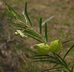 Image result for Gomphocarpus tomentosus