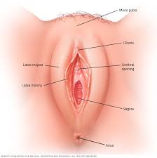 What are the external parts? Vagina What S Normal What S Not Mayo Clinic