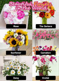 Fortunately, there are many wonderful flower names for baby girls that we will be discussing below. 14 Most Beautiful Flowers In The World 2016 Roundpulse Most Beautiful Flowers Beautiful Flowers Flowers