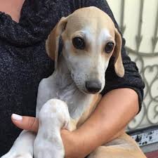 Auf couch gesucht finden sie über 1.000 hunde, die ein neues zuhause suchen. Salukis Aus Dubai Suchen Ein Zuhause Posts Facebook