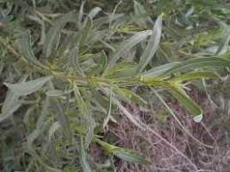 Image result for Pechuel-Loeschea leubnitziae