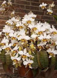 orhidei uhod foto prodazha vyrashivanie phalaenopsis stuartiana phalaenopsis orhidei redkie orhidei sad s orhideyami