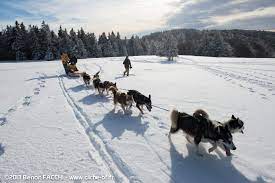 Baptême ou initiation à la conduite. Reve De Nord Hiver Complet Chiens De Traineau Toute L Annee