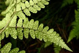 Image result for Dryopteris pentheri